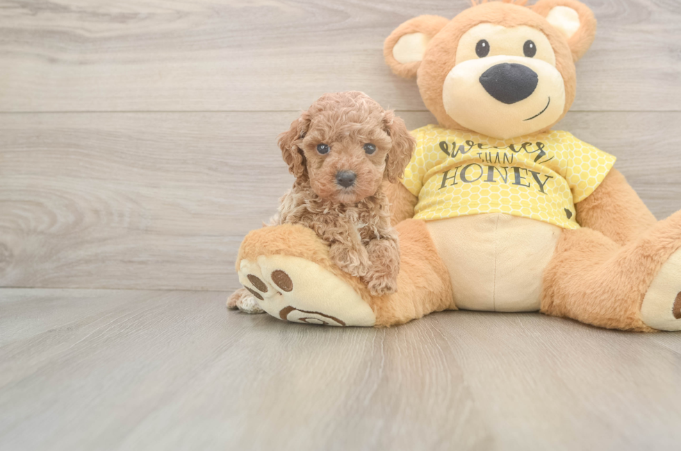 5 week old Cavapoo Puppy For Sale - Premier Pups
