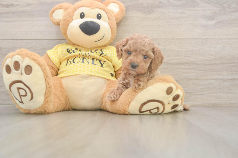 Fluffy Cavapoo Poodle Mix Pup