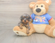 7 week old Cavapoo Puppy For Sale - Premier Pups