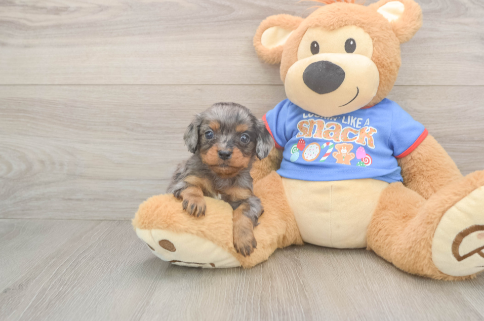 5 week old Cavapoo Puppy For Sale - Premier Pups