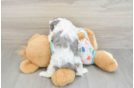 Cute Cavapoo Baby