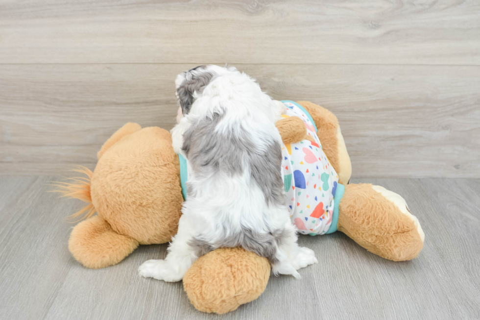 Cute Cavapoo Baby