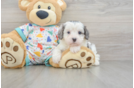 Best Cavapoo Baby