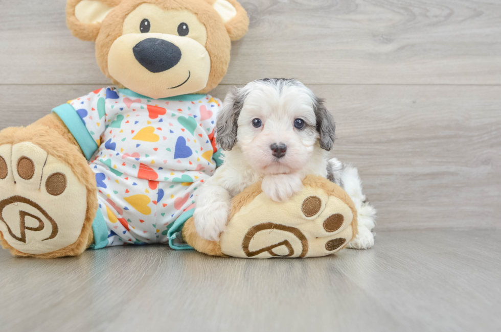 6 week old Cavapoo Puppy For Sale - Premier Pups