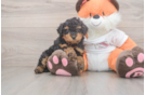 Smart Cavapoo Poodle Mix Pup