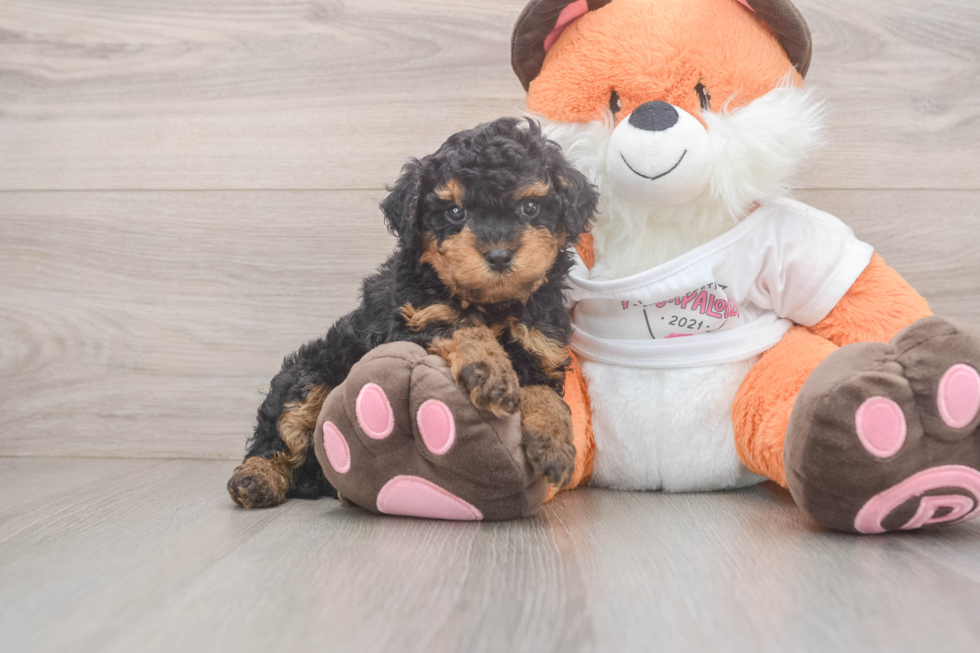 Smart Cavapoo Poodle Mix Pup