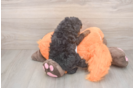 Little Cavipoo Poodle Mix Puppy