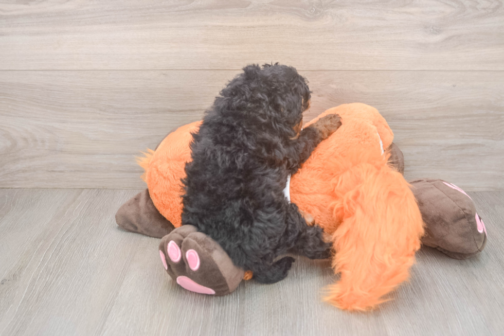 Little Cavipoo Poodle Mix Puppy