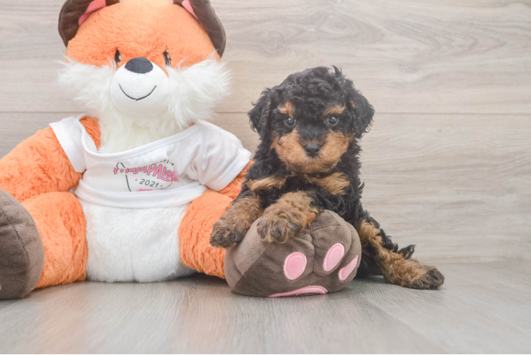 Cavapoo Puppy for Adoption