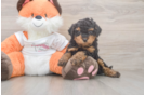 Cavapoo Puppy for Adoption