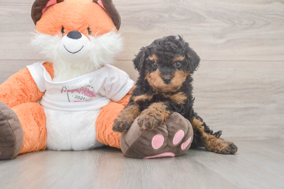 Cavapoo Puppy for Adoption