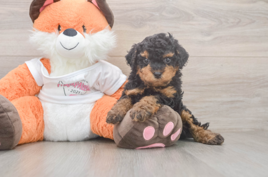 Cavapoo Puppy for Adoption