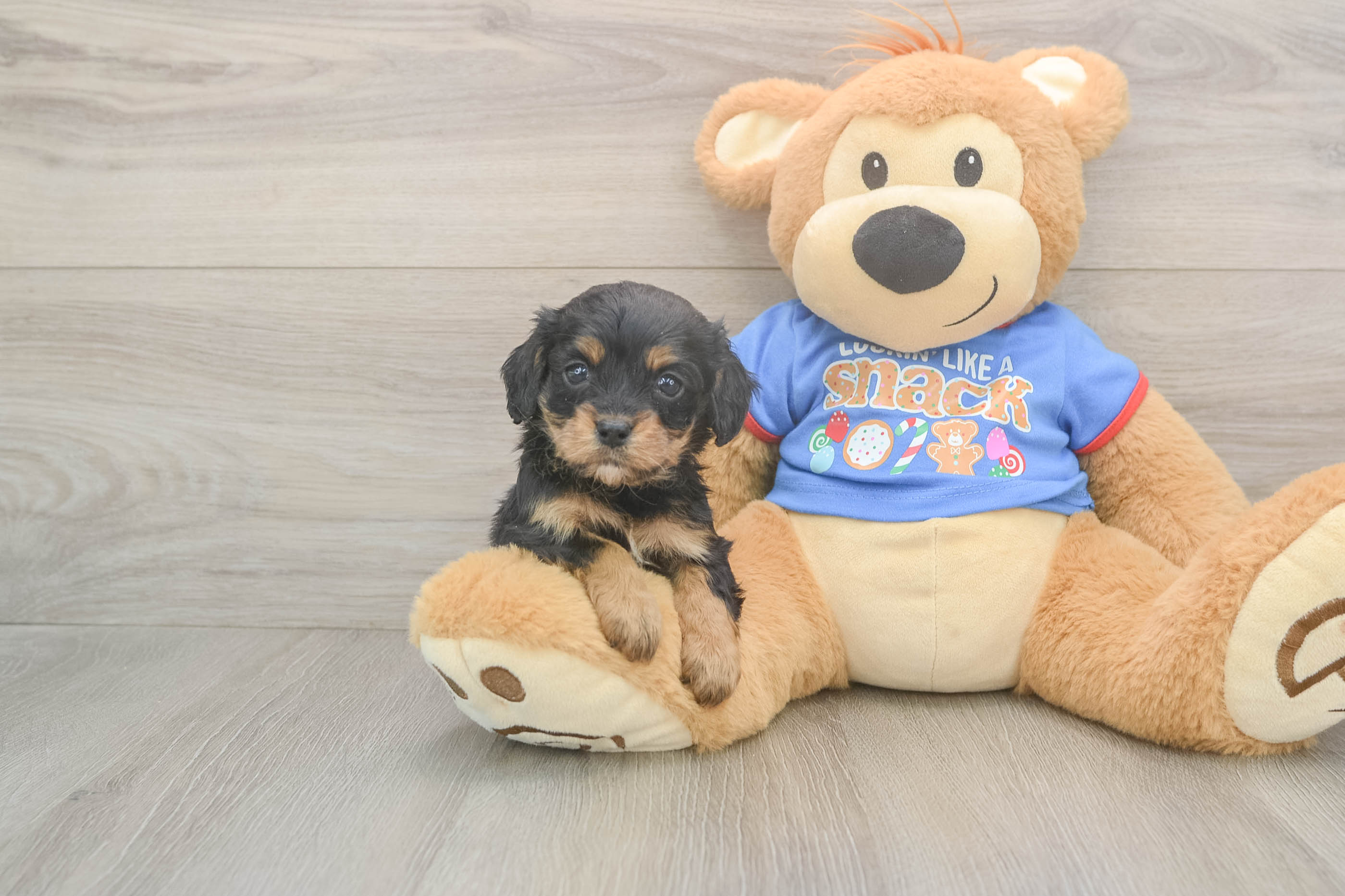 Happy Cavapoo Baby