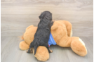 Cavapoo Puppy for Adoption
