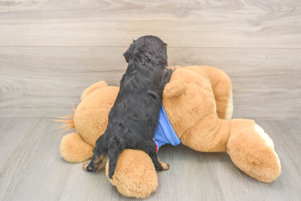 Cavapoo Puppy for Adoption