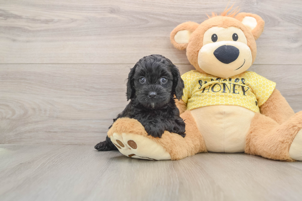 Cavapoo Pup Being Cute