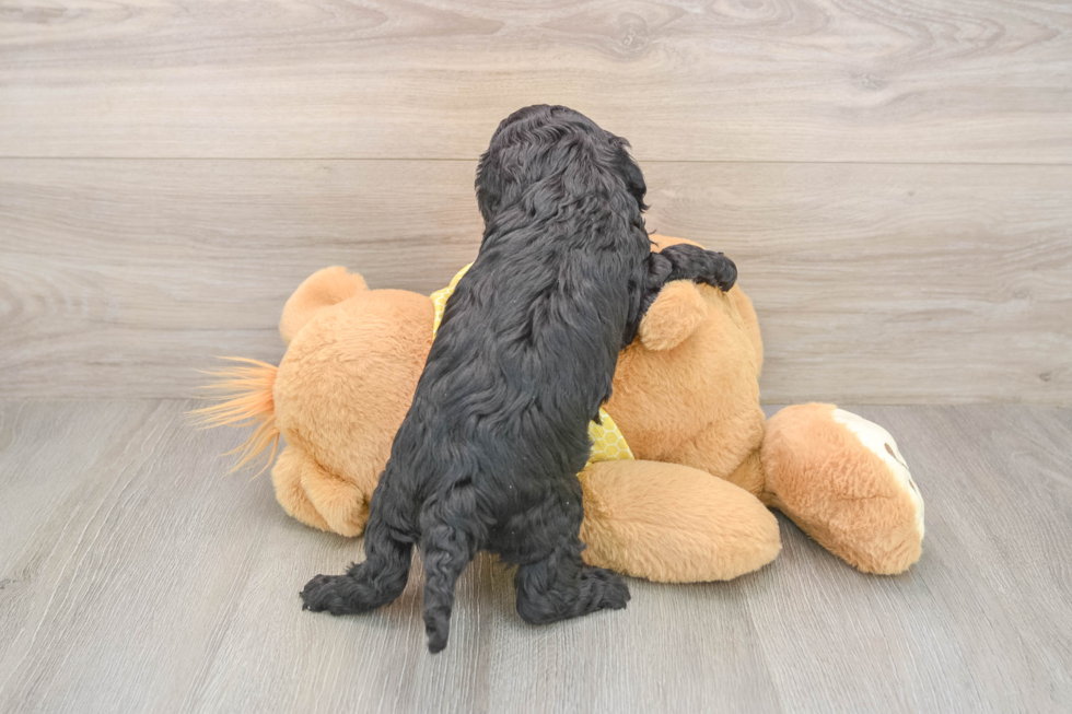 Cavapoo Pup Being Cute