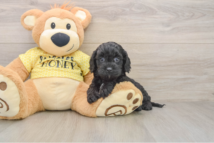 Popular Cavapoo Poodle Mix Pup