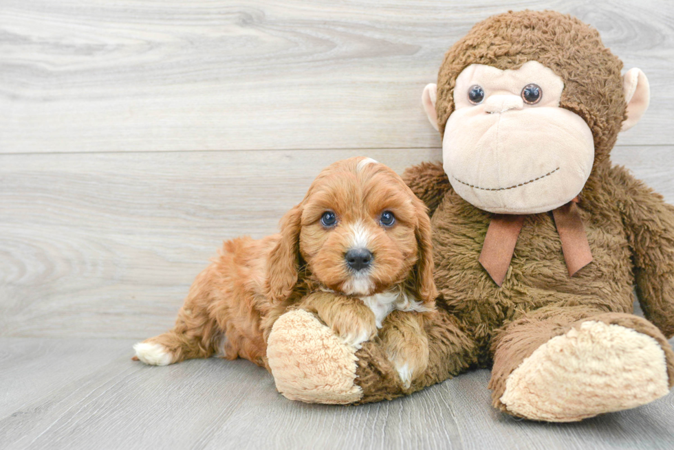 Small Cavapoo Baby