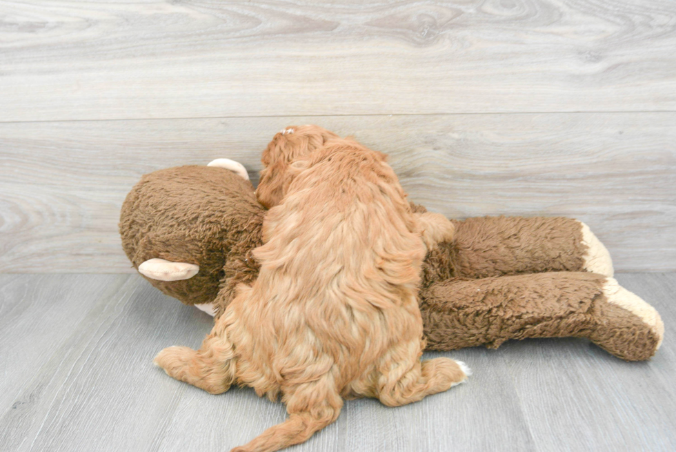 Friendly Cavapoo Baby