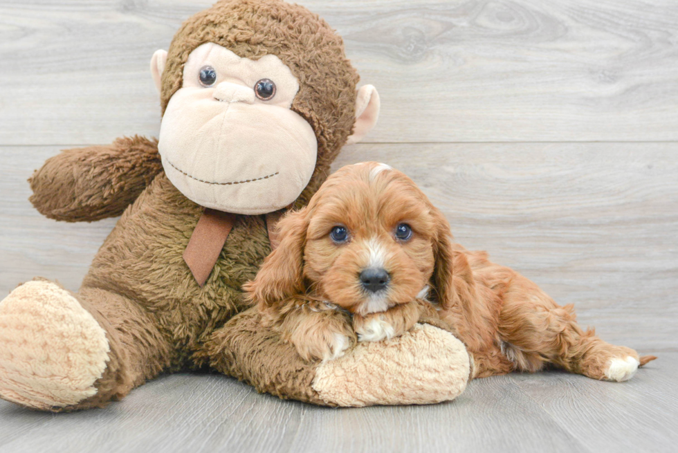 Best Cavapoo Baby