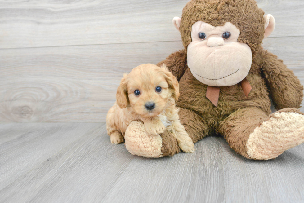 Cavapoo Pup Being Cute