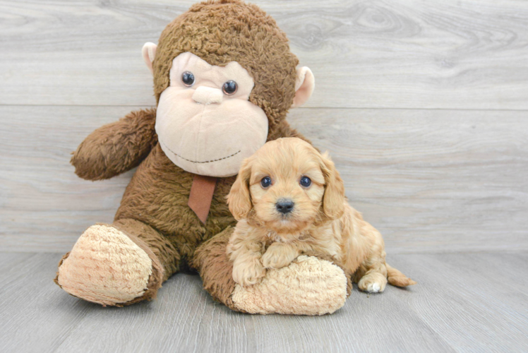 Friendly Cavapoo Baby