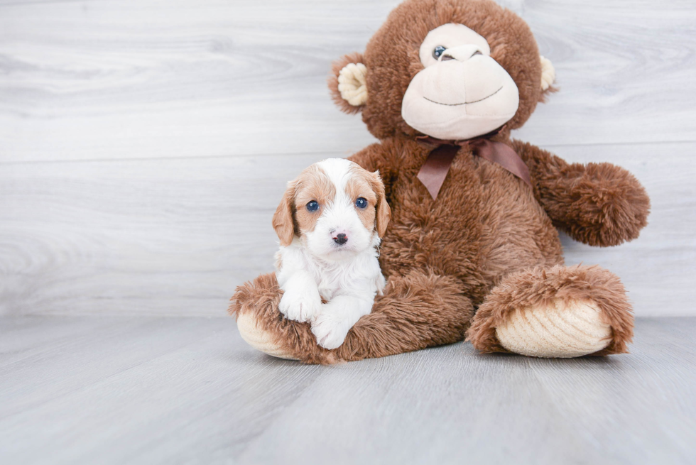 Best Cavapoo Baby