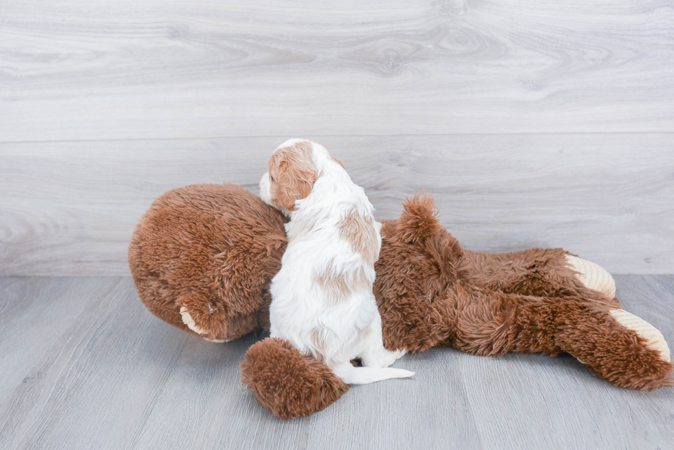 Energetic Cavoodle Poodle Mix Puppy