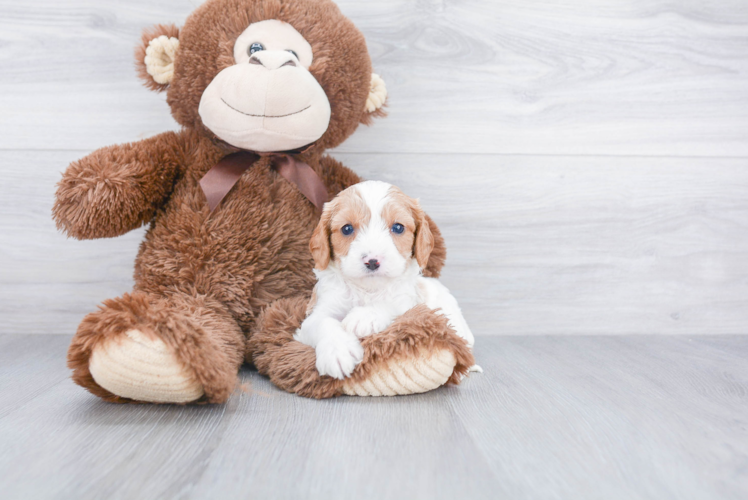 Cavapoo Puppy for Adoption