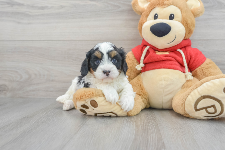 Adorable Cavoodle Poodle Mix Puppy