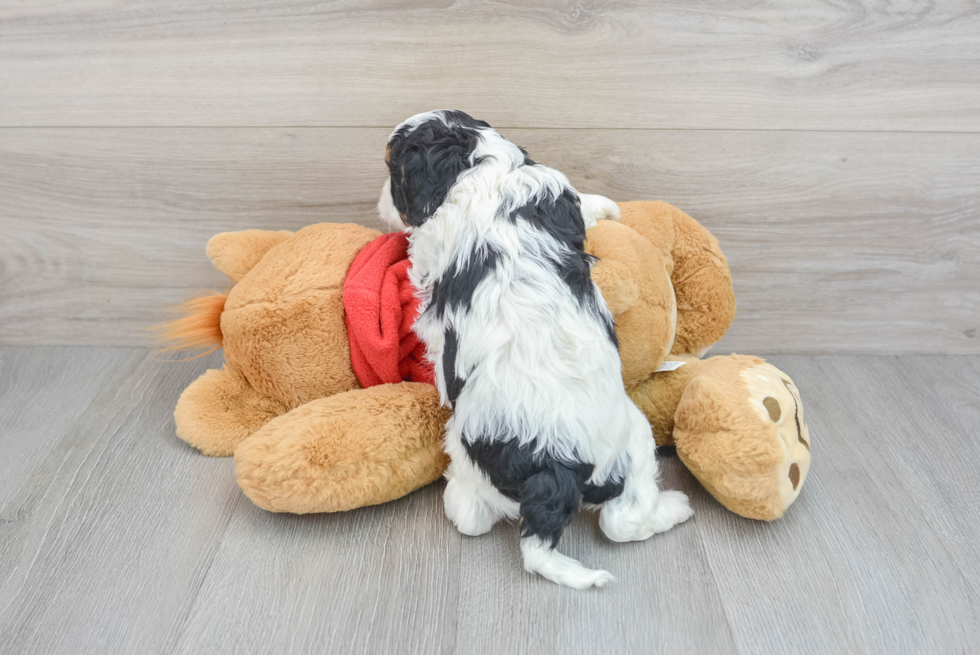 Playful Cavoodle Poodle Mix Puppy