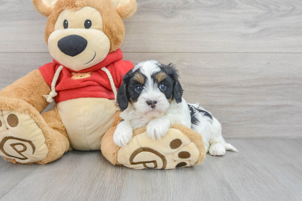 Cavapoo Pup Being Cute