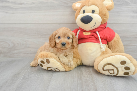 Adorable Cavoodle Poodle Mix Puppy