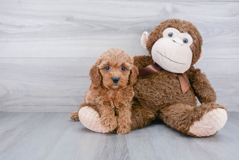 Cavapoo Pup Being Cute