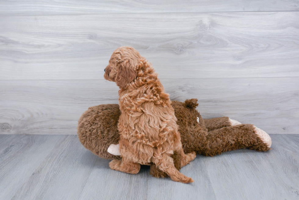 Friendly Cavapoo Baby