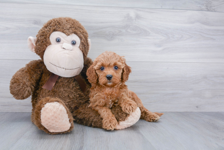 Sweet Cavapoo Baby