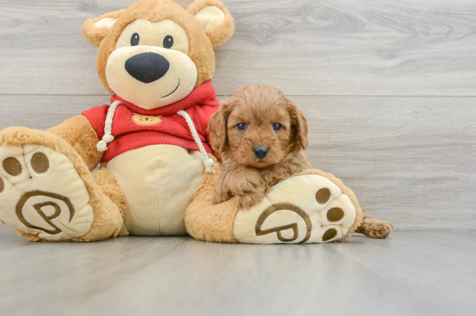 5 week old Cavapoo Puppy For Sale - Premier Pups