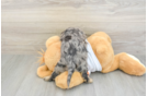 Best Cavapoo Baby