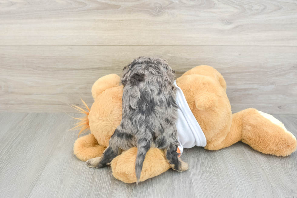 Best Cavapoo Baby