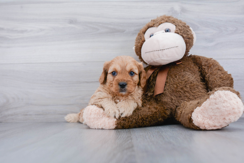 Sweet Cavapoo Baby