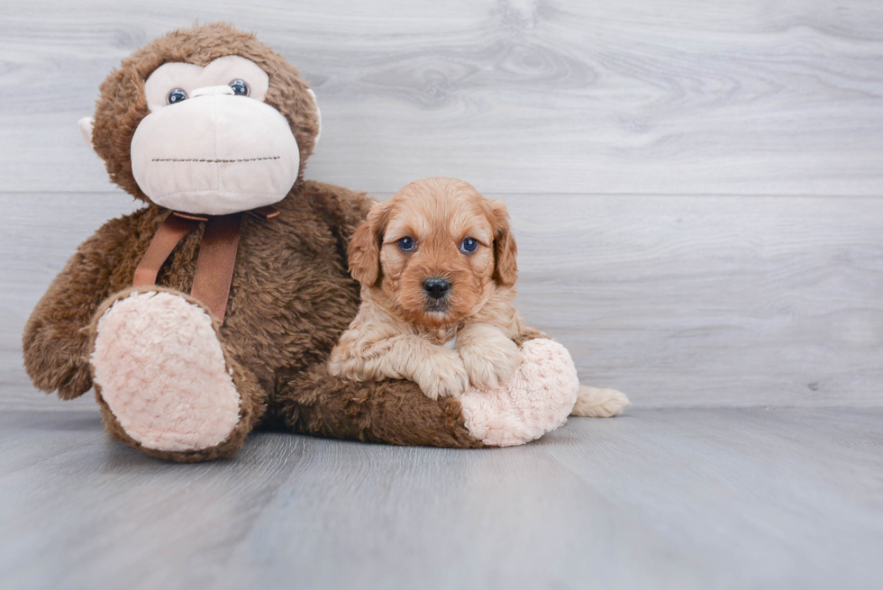 Sweet Cavapoo Baby