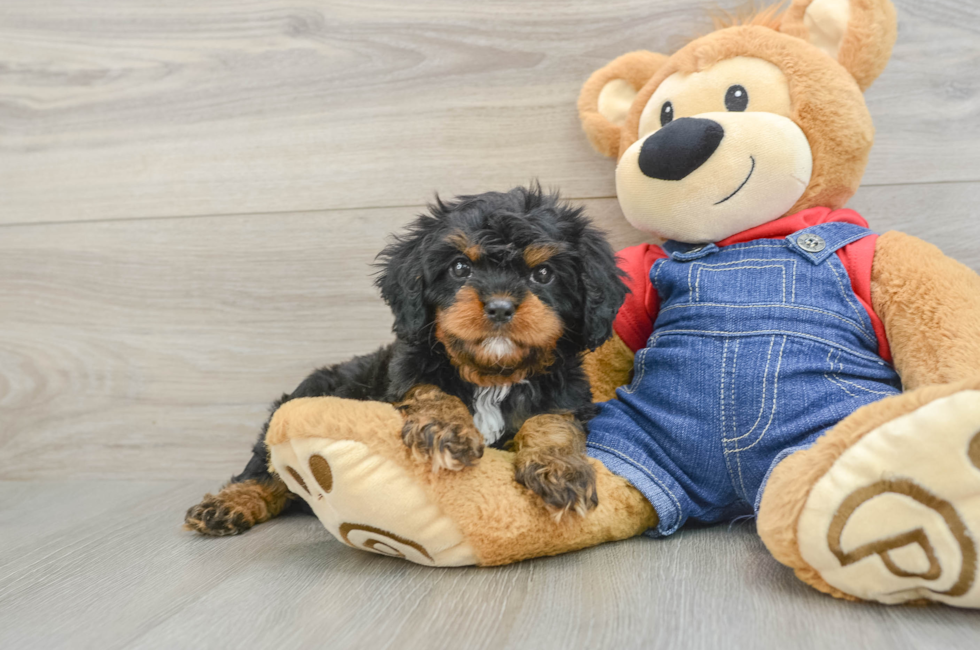 7 week old Cavapoo Puppy For Sale - Premier Pups