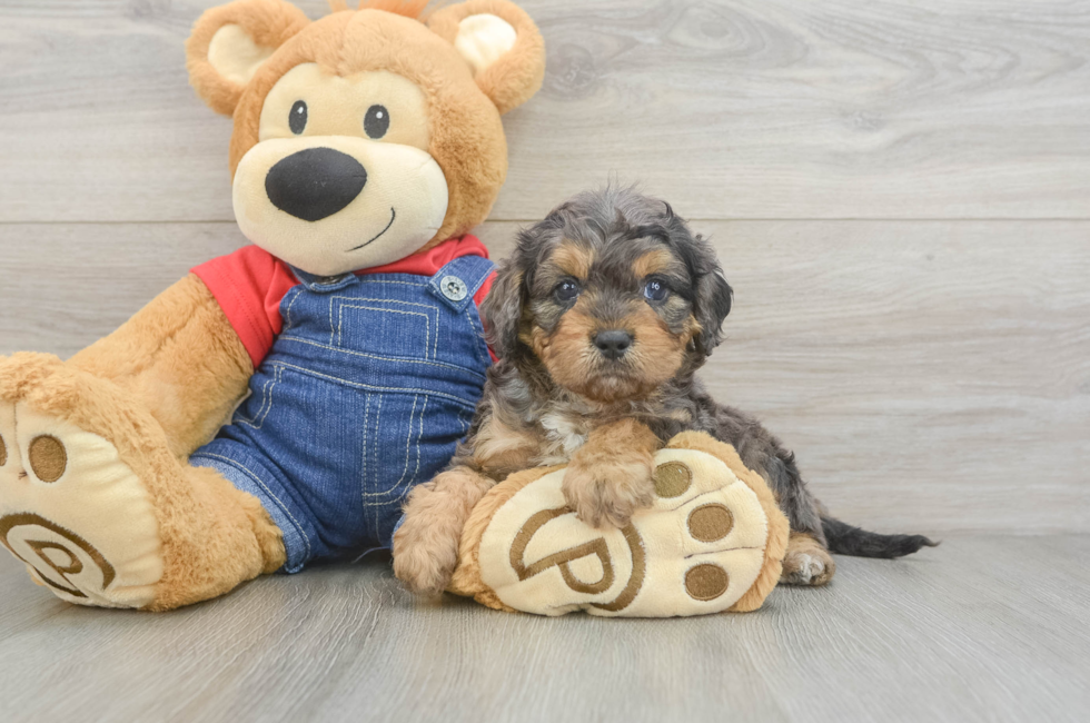 6 week old Cavapoo Puppy For Sale - Premier Pups