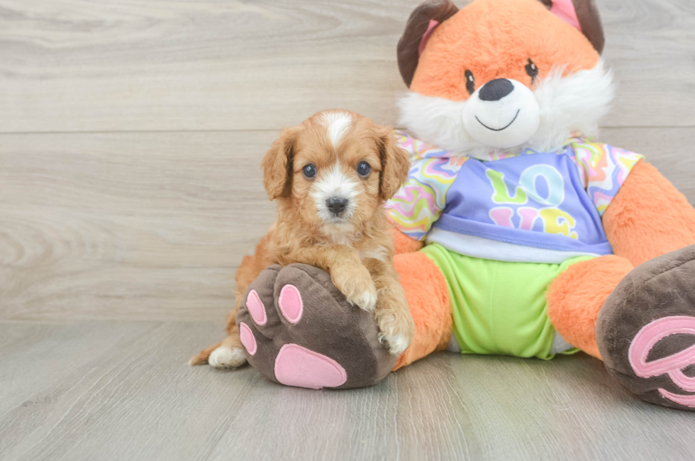5 week old Cavapoo Puppy For Sale - Premier Pups