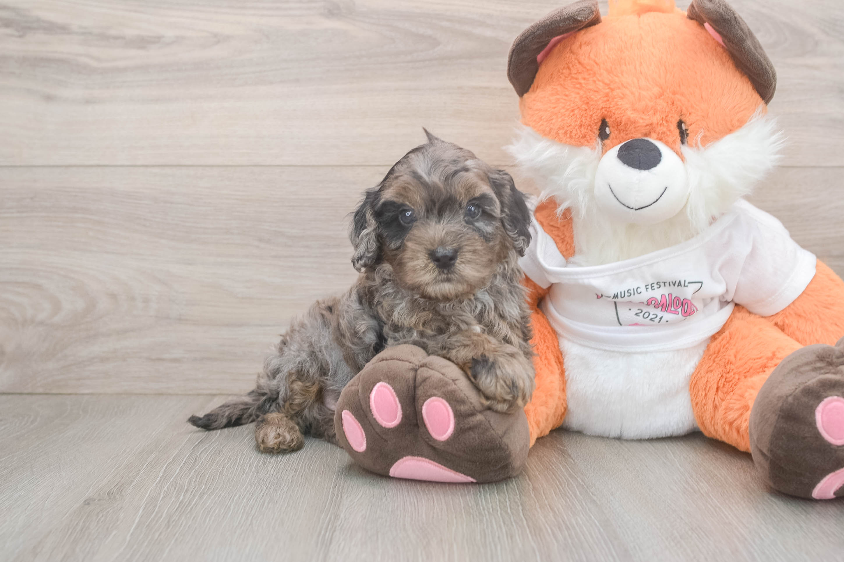 Friendly Cavapoo Baby