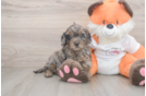 Friendly Cavapoo Baby