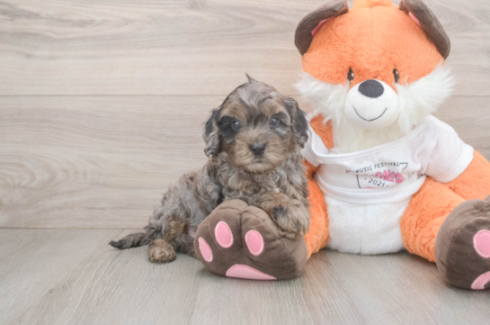 Friendly Cavapoo Baby