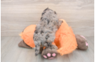 Fluffy Cavapoo Poodle Mix Pup