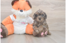 Hypoallergenic Cavadoodle Poodle Mix Puppy